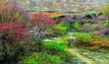 拥有爱情却无法得到婚姻的生肖女