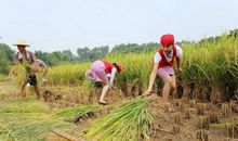 梦见割稻谷，财运大幅度上升（还有一笔临时收入）