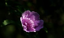 10月20号起运势进入上上签，财运一触即发，喜发横财的四属相