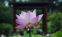 半年内天降鸿运，贵人缠身，赚得盆满钵满，成人生赢家的属相