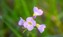 杨清华一周生肖运势（10.28-11.3）