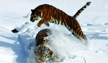 跟长舌妇一样爱对别人说长道短的生肖女