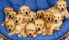 梦见狗死了不太好，意味着忠实的好朋友或助手要去世