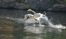 总是跟着老公的生肖女