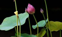 财运高人一等，天天都笑醒的生肖，2020年钱财大赚，发财稳稳