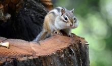 属狗什么属相宝宝好 鼠牛虎很合适