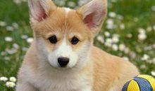 梦见狗变成人了预示什么