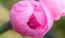 11月开始连着7年事业畅通，日进斗金，能够富甲一方的生肖