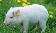 生肖猪2020年运势需要注意哪些 注意家中风水变化