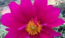 2019年甩掉烦恼，过上富足生活的生肖，好事不停歇，富贵不断