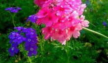 2019年横财满天飞，财运风起云涌的生肖，以后赚钱更容易