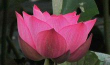 2020年财运急转弯的生肖，正偏财皆旺，财富蹭蹭涨，福禄双全