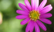 未来四个月阳气旺盛，运势策马奔腾，贵人撑腰的属相