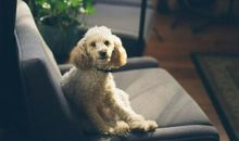 属狗女人的性格特点 热情且爱憎分明