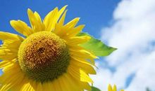 运势大吉！8.26-9.1号一周偏财运最佳的生肖