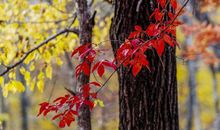 未来6年事业大步向前进，金库爆满，轻松摆脱贫困生活的生肖