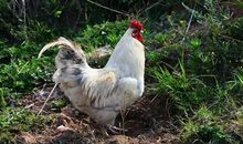 属鸡生什么属相宝宝好 生肖龙最好