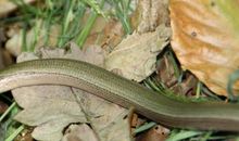 梦到被蛇咬到脚是什么意思