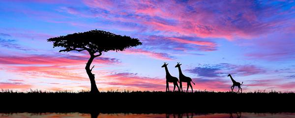梦到长颈鹿是什么意思