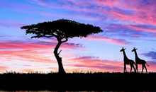 梦到长颈鹿是什么意思