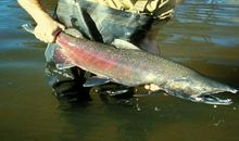 梦见自己抓鱼是什么兆头