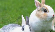 属鸡的人最怕什么属相 最怕兔鸡狗