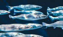 梦见水里抓鱼是什么意思