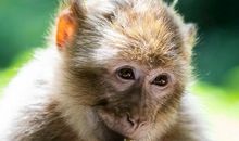 不同月份生肖猴的最佳伴侣 属羊属马属虎适合