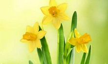 明年运势大增，走大运发横财的生肖，轻松收获大笔金钱，美梦成真