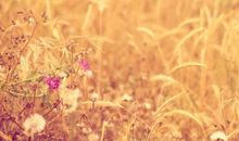 9月运势一片红火，大吉大利，吉星降临，诸事定能顺心的属相