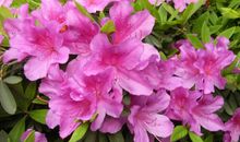 11月起运势旺盛，大横财发，双喜临门，四属相财情兼收，富贵盈门