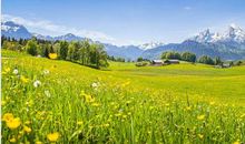 九九八十一难已过，10月喜鹊叫，11月横财到，3生肖不得了，用麻布袋装大钱