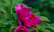 财运变好，一路大发的生肖，11月6号起腰包鼓鼓，过上幸福生活