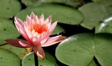 11月起吉星入命，咸鱼翻身，成功转运，日子越过越富裕的四属相