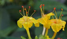 未来两年运势爆棚，福气备至，好运连连，能够发家致富的四属相