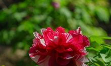 未来3年财富越积越厚，身价越来越高，日子富无忧的生肖