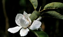 11月8号起四方招财，财源滚滚，好运连连，尤其财运上涨的四属相