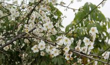 一旦感情有了裂缝，不会再坚持，潇洒转身，忍痛放手的属相