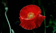 10月29号起横财惊喜出现，越来越顺，生活也会越来越好的四属相