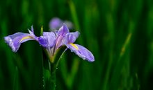 11月开始有横财一波来到的四属相，财神爷骚扰，带来无边之福