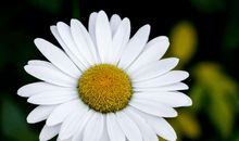 除了处女座，还有哪些星座嘴硬心软？