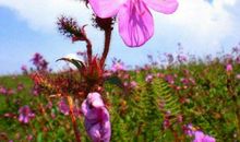 家财翻倍涨，生活美滋滋的生肖，11月大喜临门，赚的钱袋满满