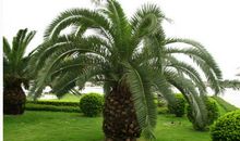 梦见铁树是什么意思？出行的人建议延期返家