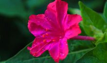 2020年财运飙涨，日进斗金，富贵连连，财源滚滚的四属相