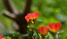 未来三年财运非常好，运势逆袭，好运全面来袭的属相