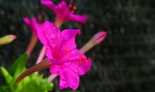 未来10年运势越来越好，财运指数上涨，四属相财运茂盛，收入颇丰