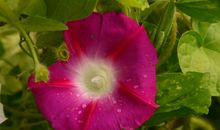 未来两年时来运转，大发横财，收获丰厚，财气大旺的属相