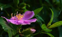 11月好运到，财运旺上天，发横财中大奖，钞票如雨的四属相