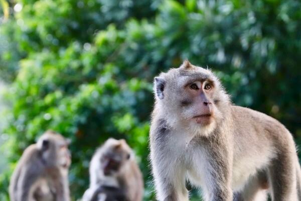 属猴人的吉祥物与不吉物 不宜带粉红色 1