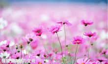 惹不起的四生肖，8月28号开始喜事连连，数钱数到手抽筋！